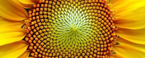 sunflower1-500x200